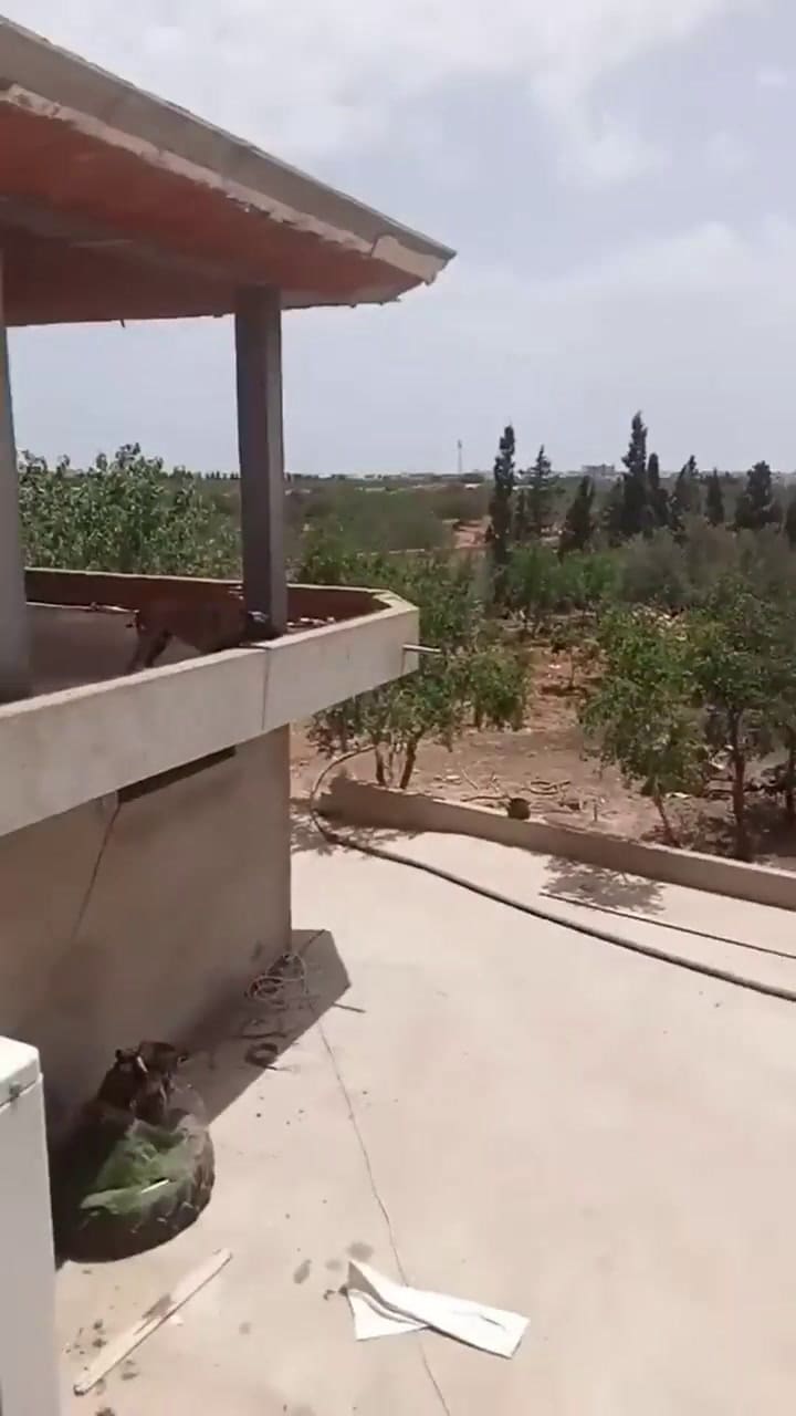 Viral