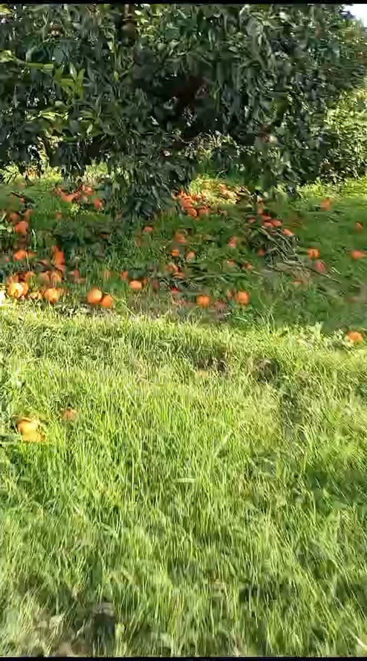 Así dejan pudrirse las mandarinas