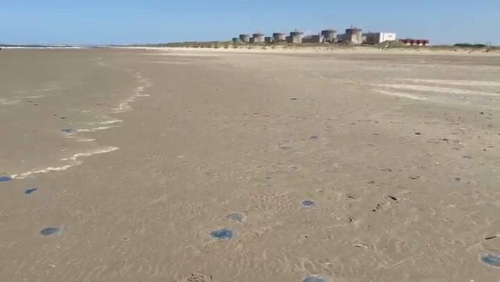 Invasión de medusas