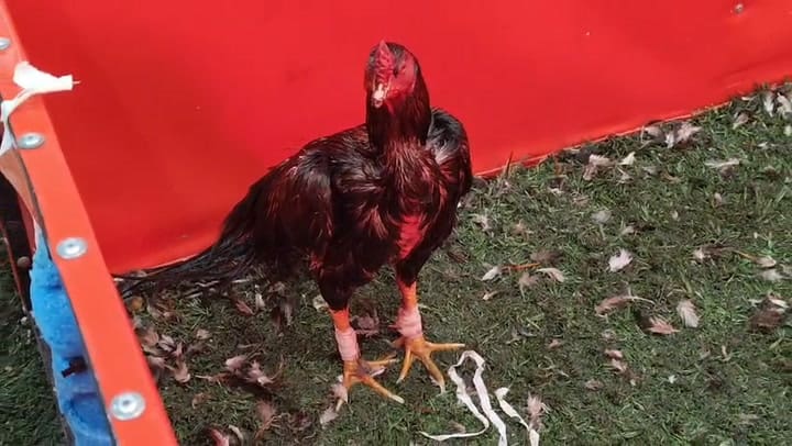 Rescataron 111 gallos de riña en un local bailable de Brandsen