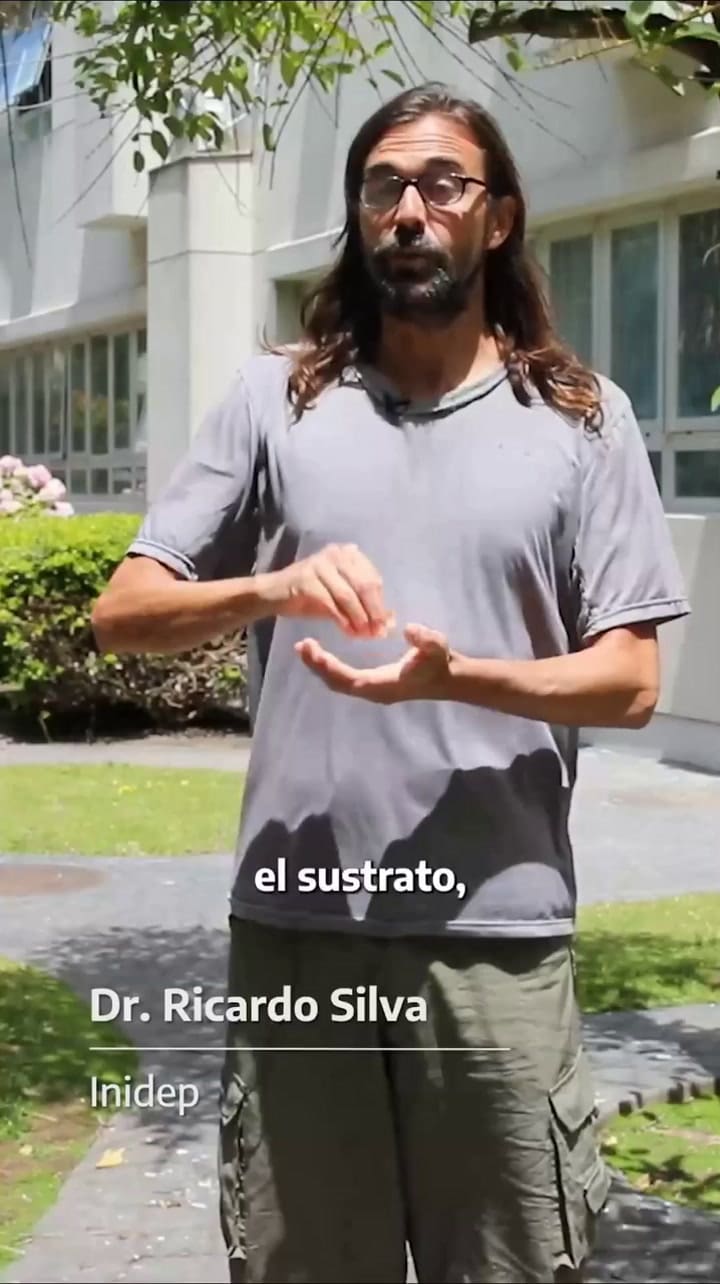 Algas rojas en la costa atlántica