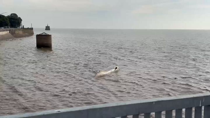 La ballena en la Costanera Norte