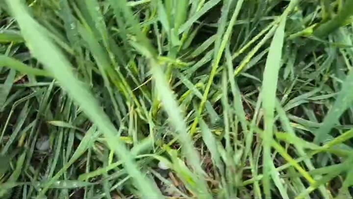 Así quedó el campo del productor Fernando Taccari en Rosas tras la tormenta