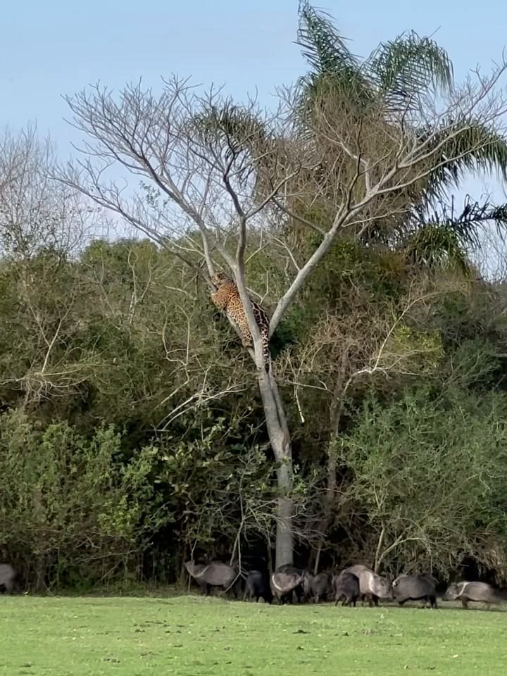La yaguareté que terminó en un árbol rodeado de pecaríes