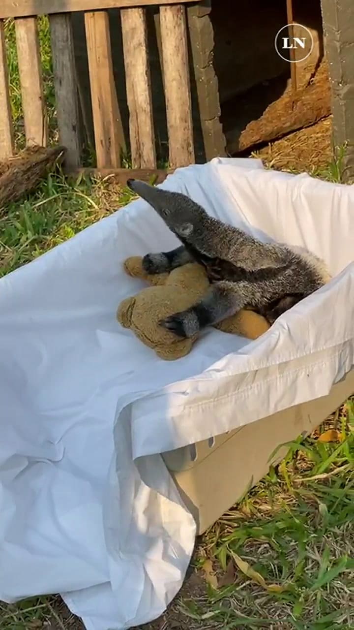 Oso hormiguero