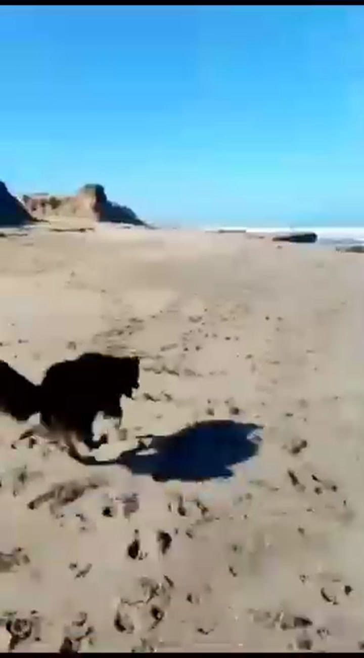 Rolo es el perro más famoso y querido de Santa Clara