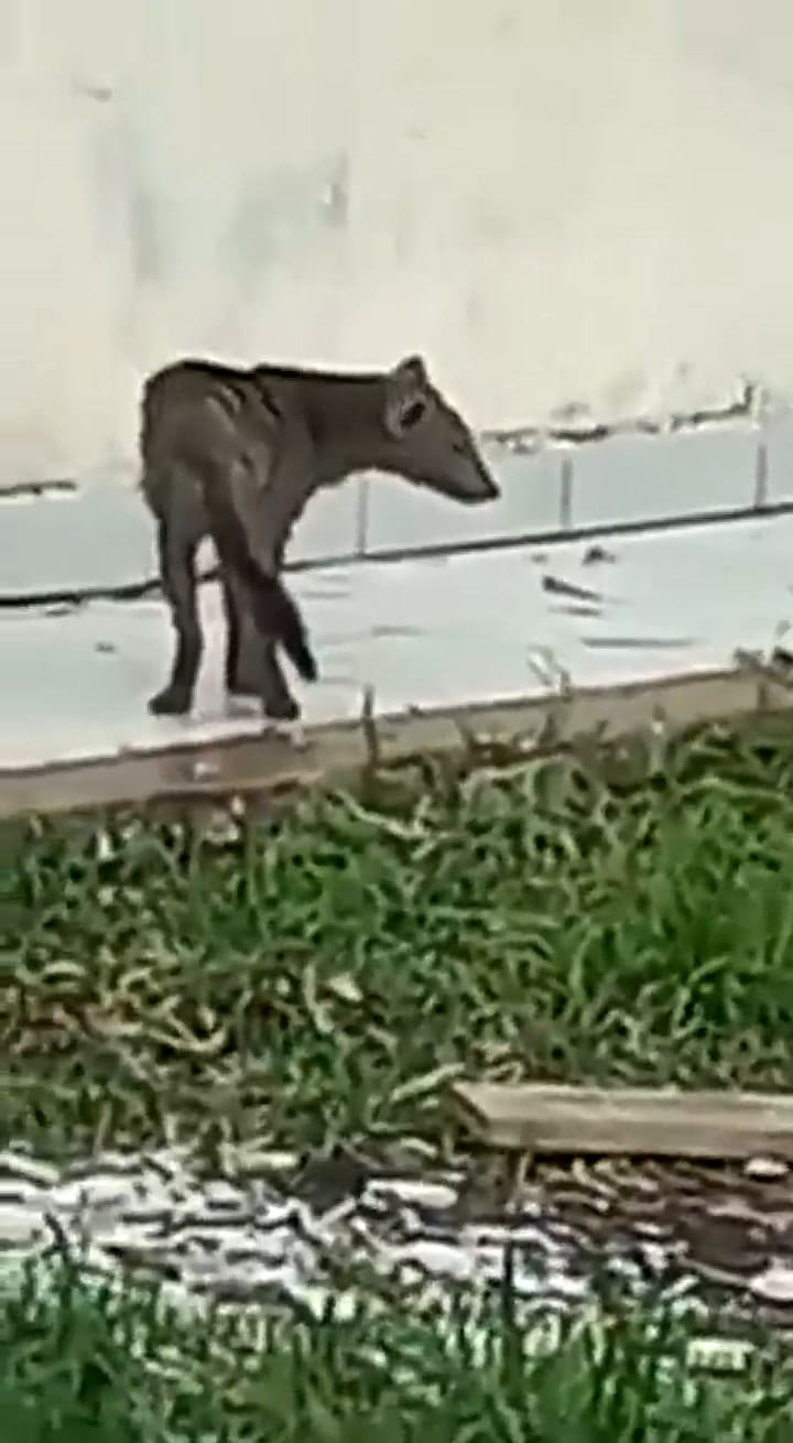 Perro fantasma: encontraron vivo a un extraño espécimen en Bolivia
