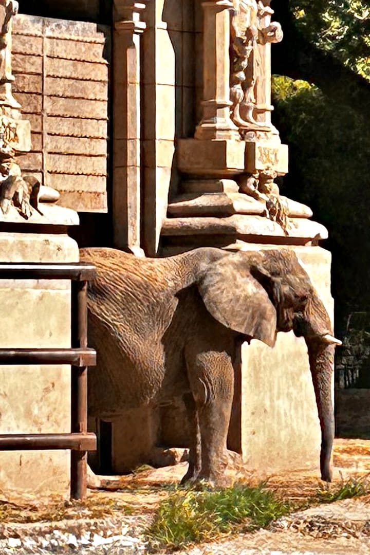 Pupy, la elefanta del Ecoparque
