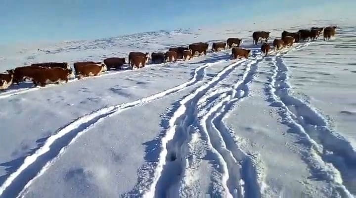 Video De La Nieve