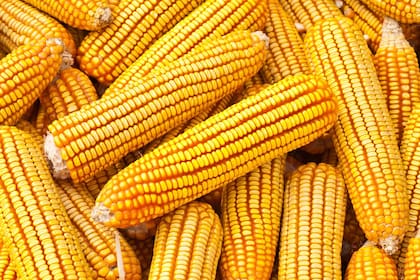 Hubo cosecha récord de maíz en la campaña 2018/19