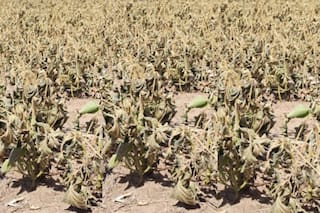 Santiago del Estero no le cobrará ingresos brutos al campo por seis meses