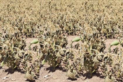 Hubo daños y en otros cultivos