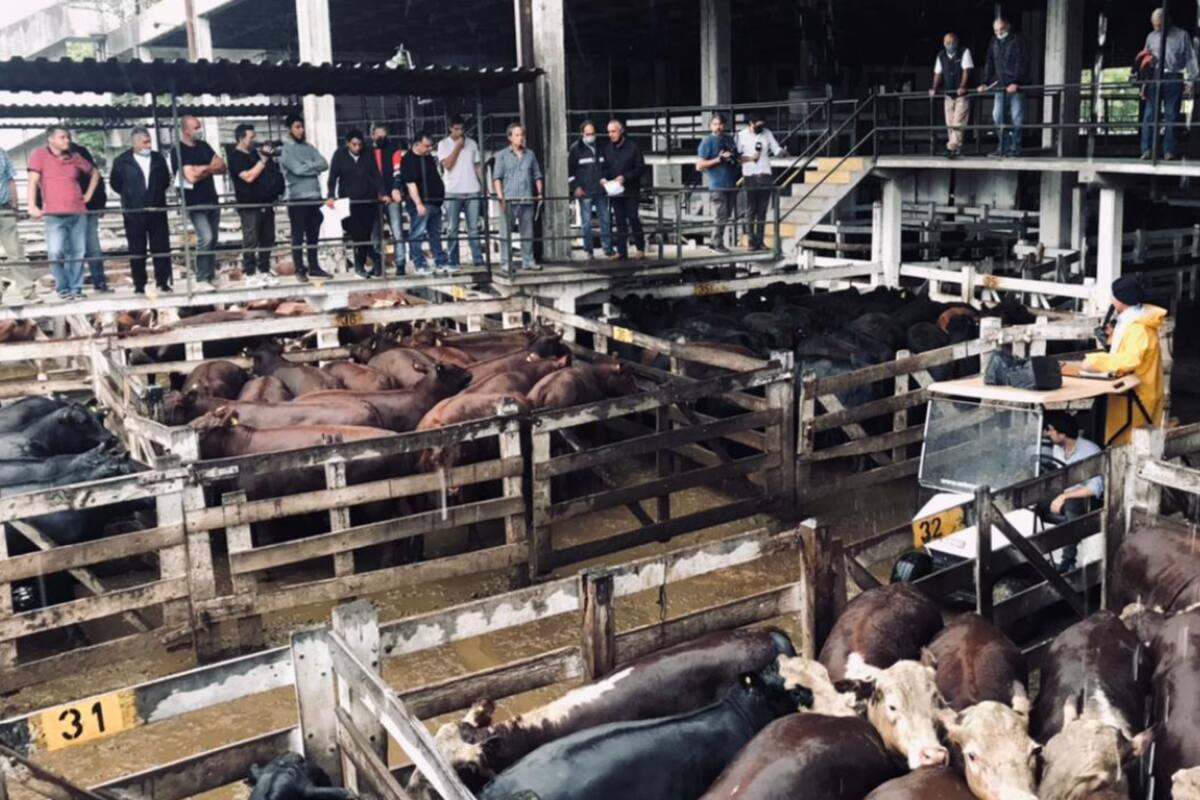 Hubo mayor competencia por los lotes de calidad