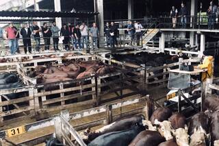 Menor oferta y valores con altibajos en el Mercado de Liniers