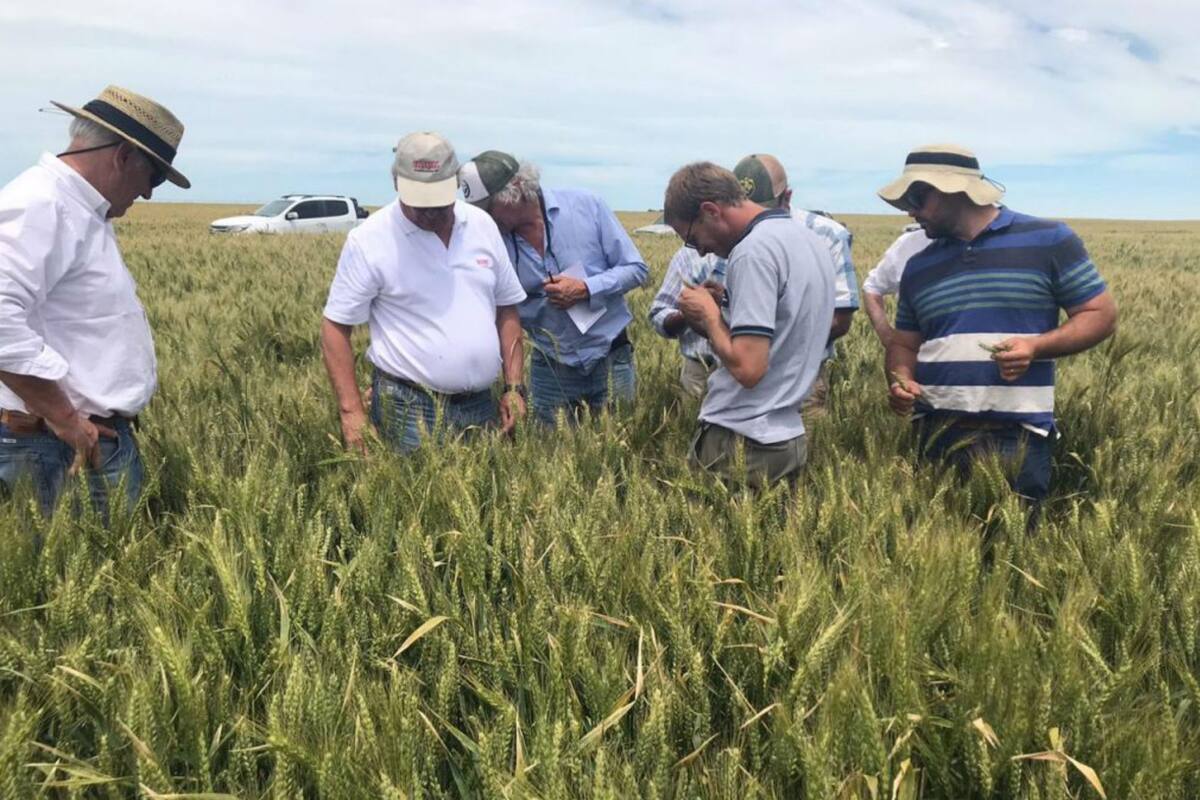 Hubo picos de 15.000 kilos por hectárea en el norte de la Patagonia