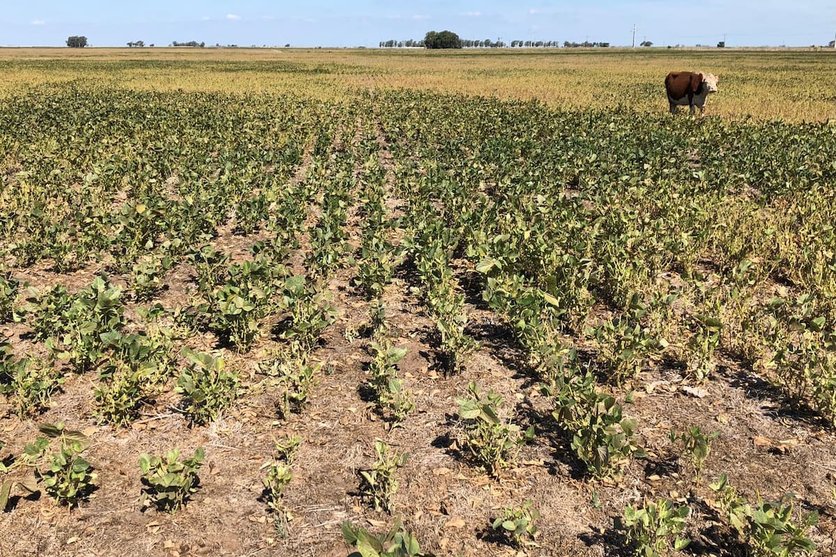 Hubo productores que pastorearon sojas afectadas por la sequía. Foto: Dante Garciandía