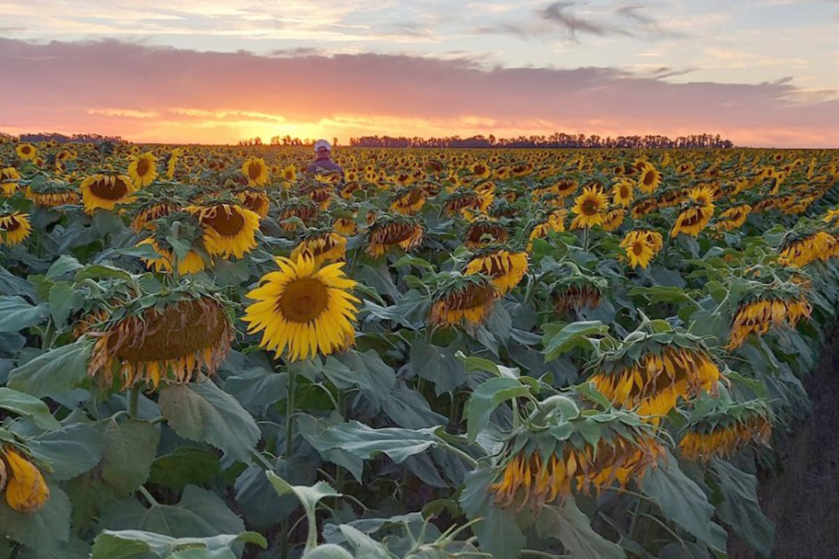 Hubo una expansión del girasol en la zona de Mar y Sierras