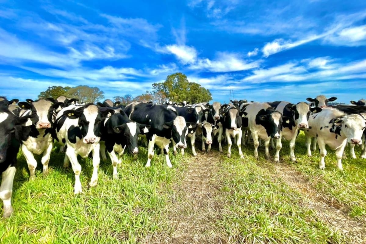 Hubo una gran producción en 2025