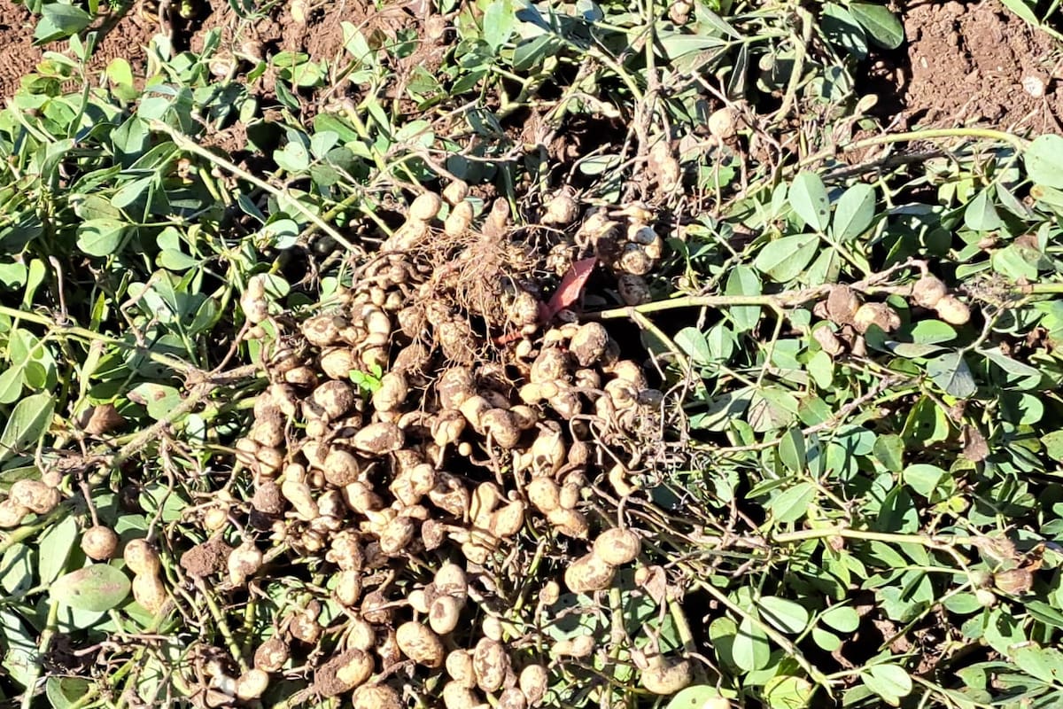 Hubo una leve expansión del área sembrada con maní