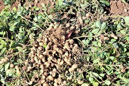 Hubo una leve expansión del área sembrada con maní