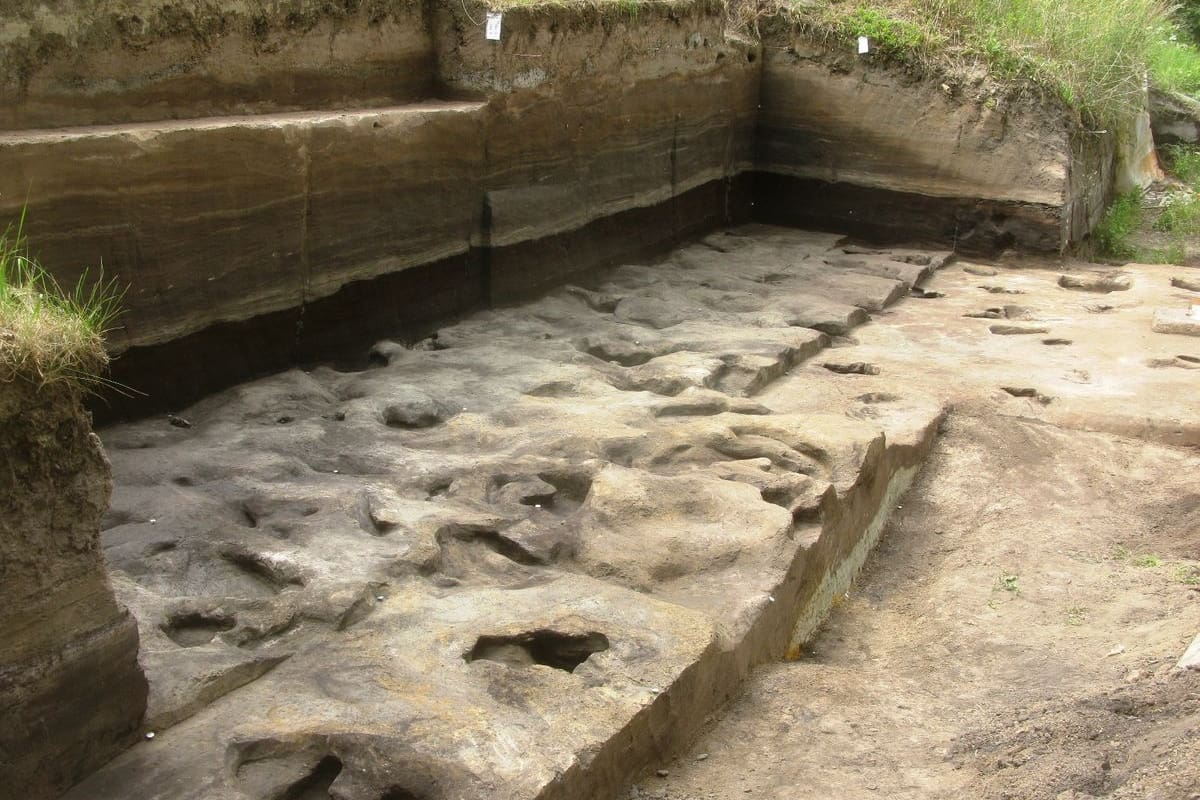 Huella de elefante fósil en Schöningen 13 II-2 Untere Berme, con fragmentos de madera en el relleno de la huella