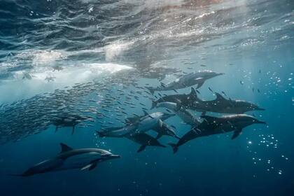Huellas de un profundo mar interno en la luna Ariel
