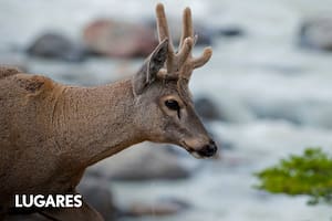 Huemul, es parte de los emblemas del PN Perito Moreno, del PN Los Glaciares y también, a su vez, Monumento Natural.