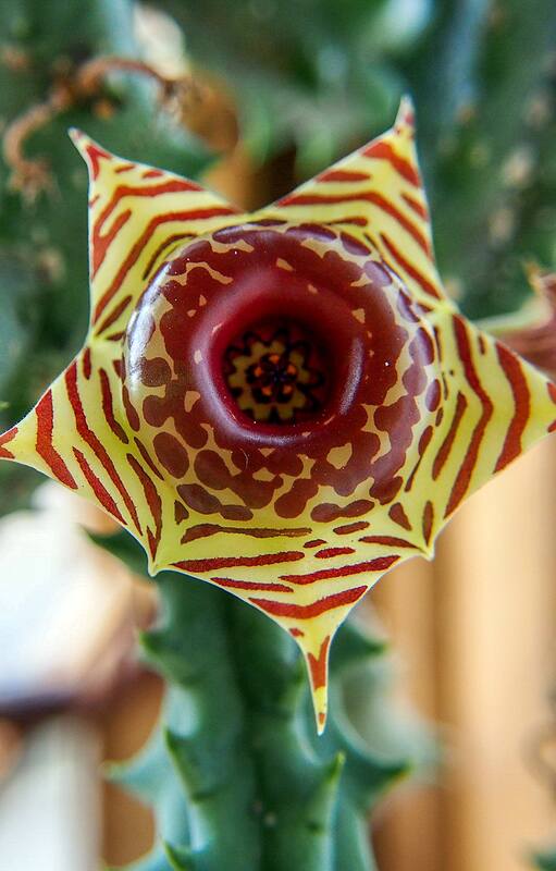 Huernia zebrina