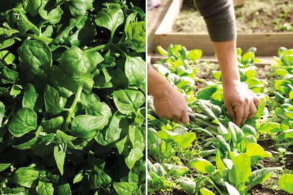 Huerta en casa.