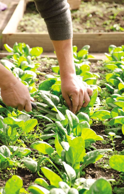 Huerta en casa. La cosecha de espinaca se realiza aproximadamente a los 40 días de sembradas las semillas.
