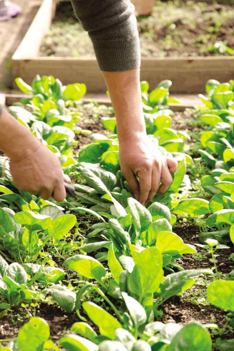 Huerta en casa. La cosecha de espinaca se realiza aproximadamente a los 40 días de sembradas las semillas.