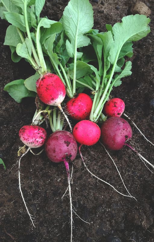 Huerta en casa: tres cultivos invernales que vas a poder cosechar rápido.