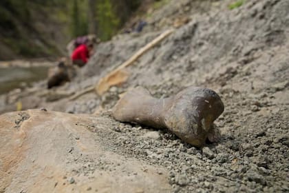 Hueso de un dedo del pie hallado en Deadfall Hills, hogar del Edmontosaurus
