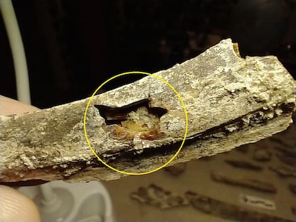 Hueso del guanaco fracturado