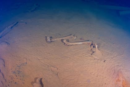 Huesos humanos en el Aikoku Maru