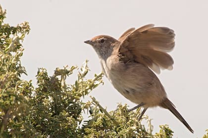 Huidizo y tímido, el gallito arena prefiere saltar a volar. Solo para birdwatchers con mucha paciencia.