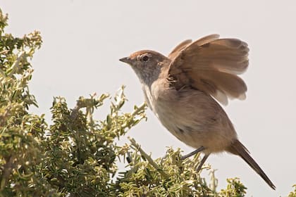 Huidizo y tímido, el gallito arena prefiere saltar a volar. Solo para birdwatchers con mucha paciencia.