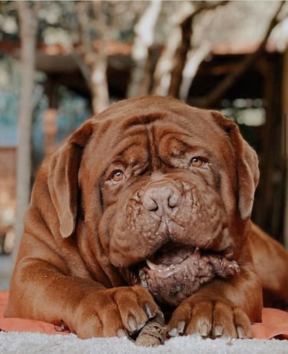 Hulk, el Dogo de Burdeos de la familia Messi.