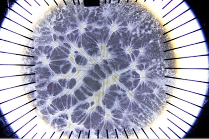 Human neurons on electrodes (Photo: Business Wire)