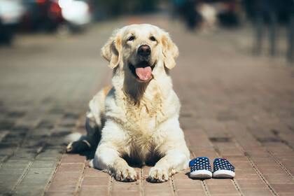 Humanos y perros comparten una misma línea genética que explica su conducta (Foto: Freepik)