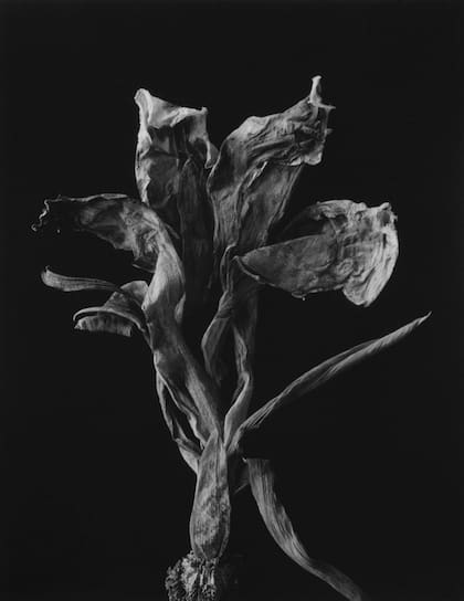 Humberto Rivas