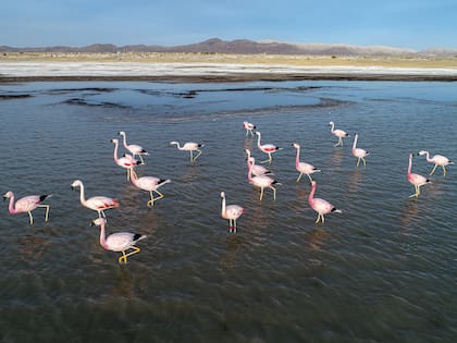 Humedal altoandino en el Monumento Natural Laguna de los Pozuelos (Jujuy)