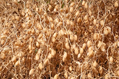 Según los productores del NOA, el garbanzo se ha cultivado en la zona durante más de 20 años. En muchos casos, los productores reservan lotes para la producción de semillas, pero estas no son variedades comerciales