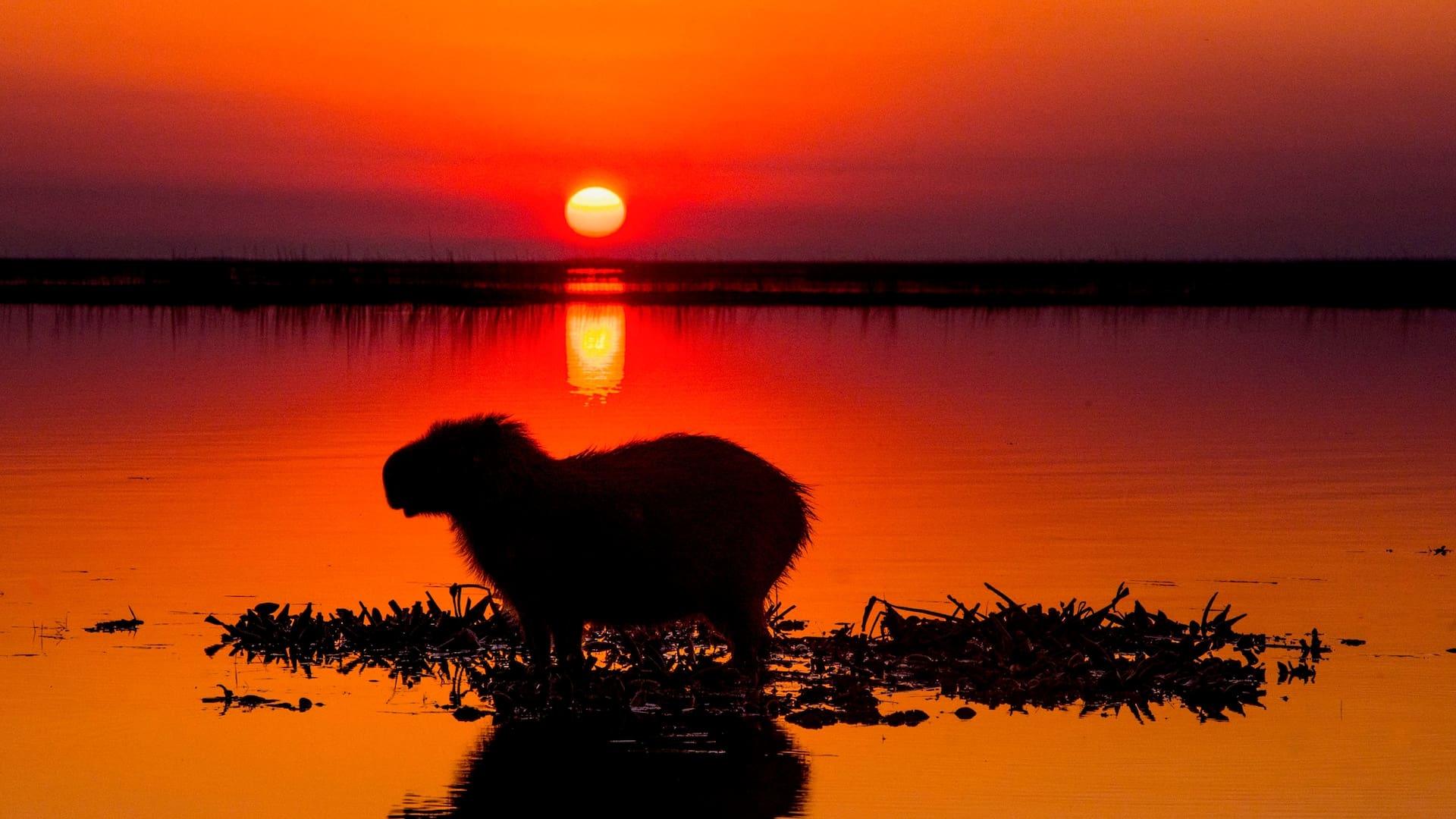 Los increíbles atardeceres en los Esteros del Iberá, el mejor momento para disfrutar del show de su fauna
