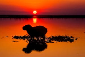 Iberá podría sumarse al rentable circuito de los safaris fotográficos