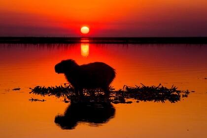 Iberá podría sumarse al rentable circuito de los safaris fotográficos