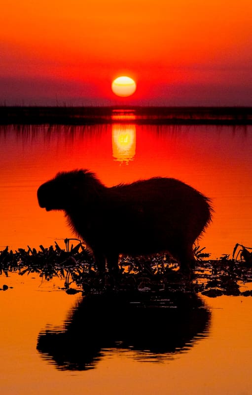 Los increíbles atardeceres en los Esteros del Iberá, el mejor momento para disfrutar del show de su fauna