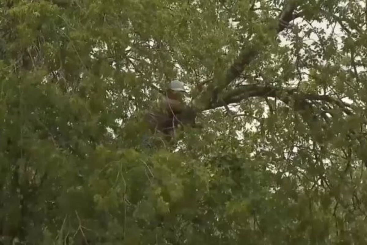 Ical, escondido en la copa de un árbol, en San Antonio