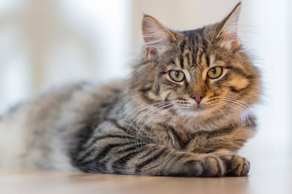 Identificar la causa subyacente de la diarrea en tu gato es crucial para un tratamiento efectivo (Foto Pexels)
