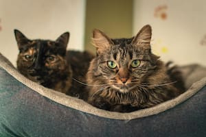 Identificar si un gato sufre dolor puede ser más difícil de lo que se cree